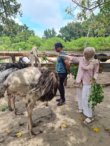 Desaru Ostrich Farm feed