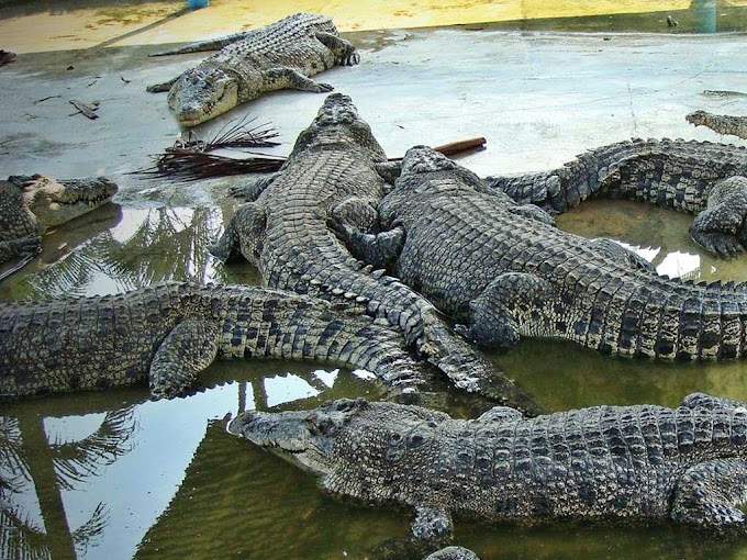 Teluk Sengat Crocodile Farm croc